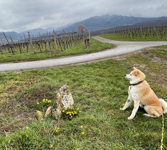 Aki im Frühling.jpg