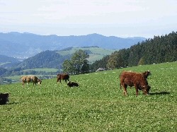 schwarzwald2.jpg